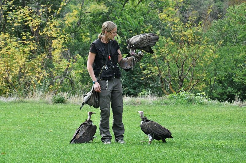 Foto de Alberto G Rovi - Exhibición de aves rapaces en el Monasterio de Piedra