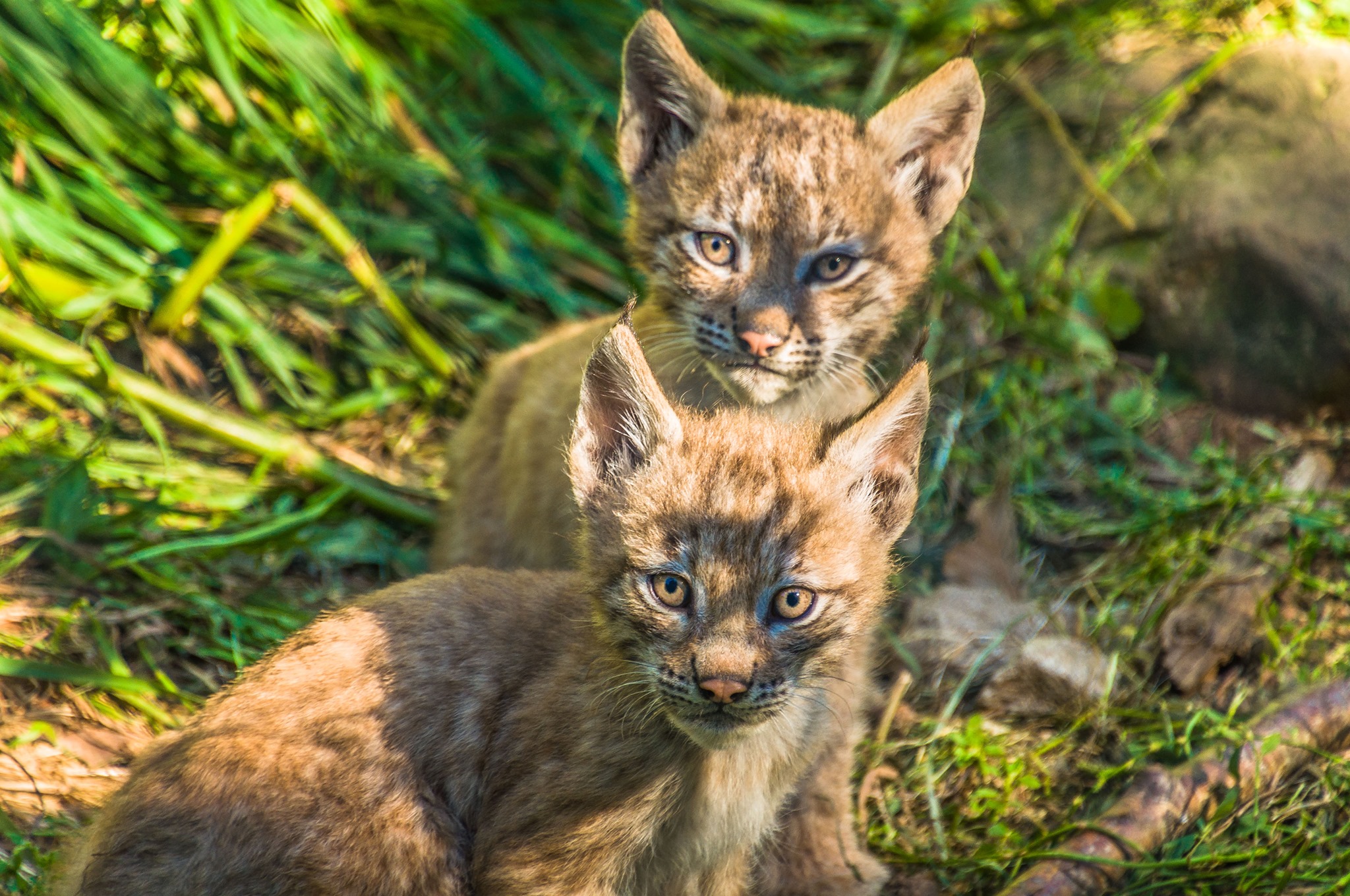 Foto de Parque Faunístico Lacuniacha en Hoz de Jaca, Huesca