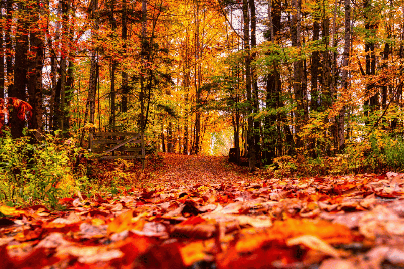 Planes otoño en aragón