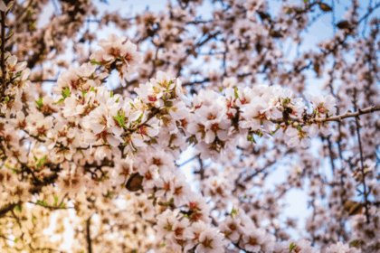 Dónde ver almendros en flor en Aragón