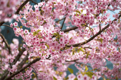 Cerezos en flor