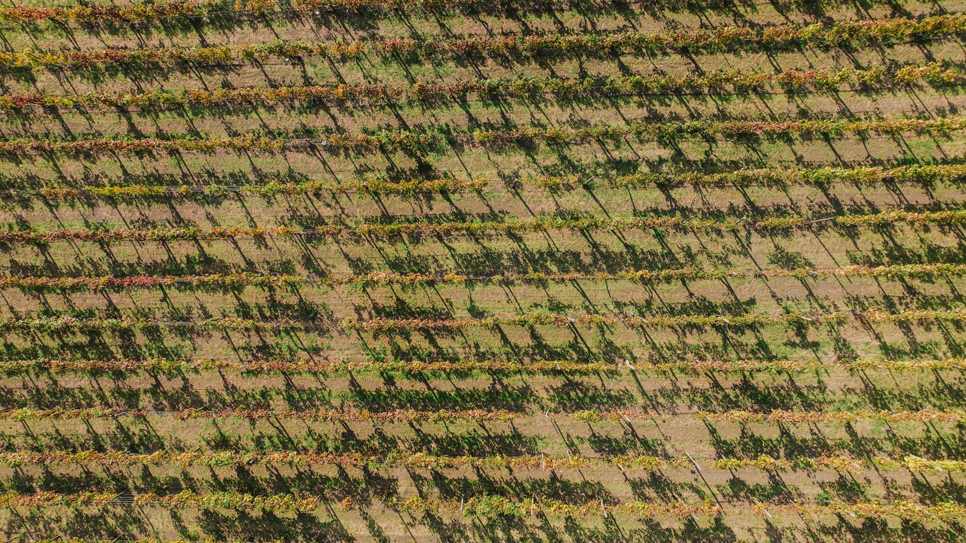 visitas a bodegas Aragón en Bodegas en Aragón abiertas al público en 2026: visitas, catas y reservas